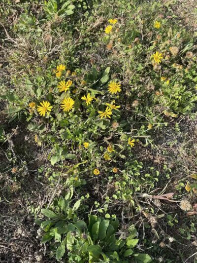 High Oak Park - Arlington, TX