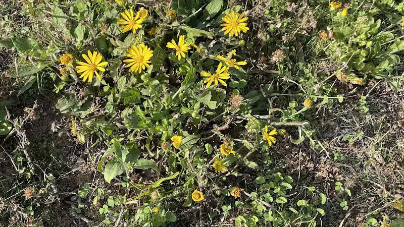 High Oak Park - Arlington, TX