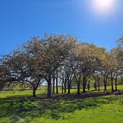 Parkway Central Park - Arlington, TX
