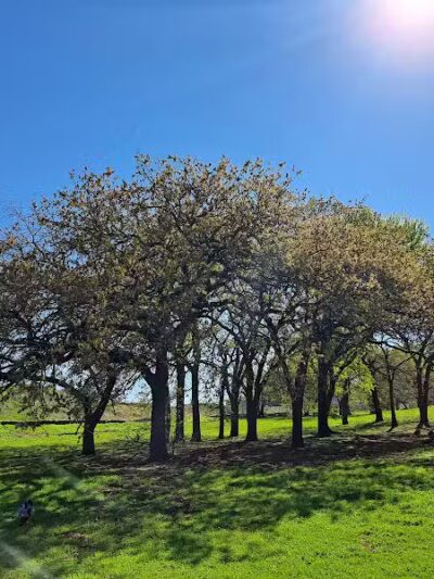 Parkway Central Park - Arlington, TX