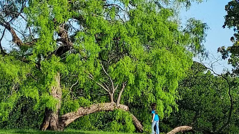 Parkway Central Park - Arlington, TX