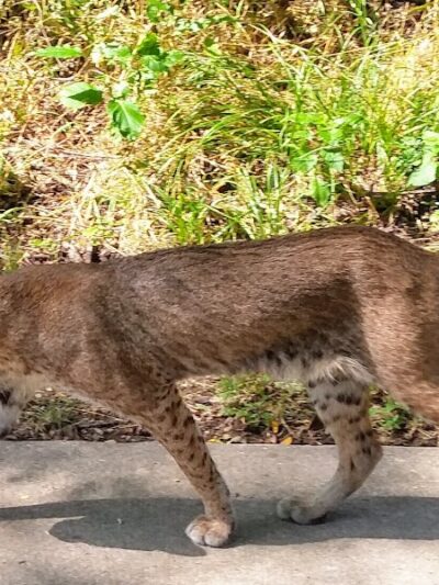 River Legacy Parks East - Arlington, TX