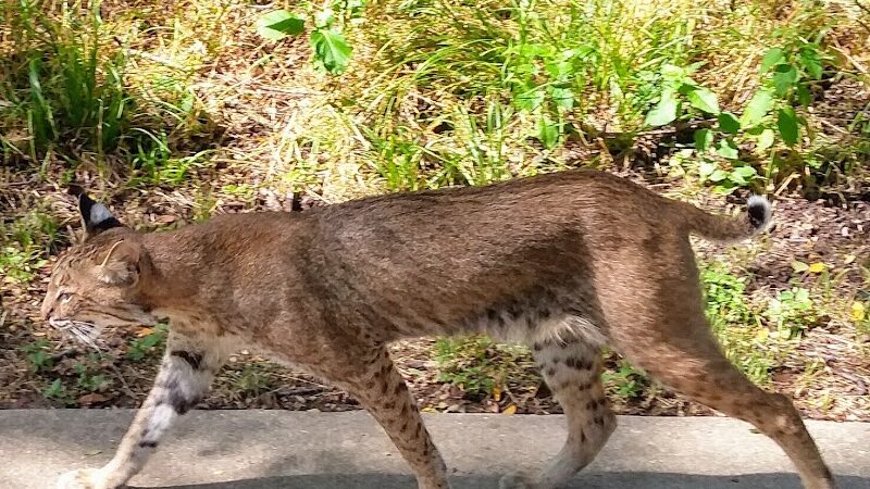 River Legacy Parks East - Arlington, TX