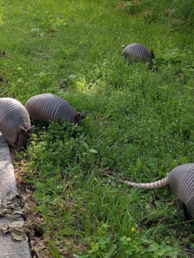 River Legacy Parks East - Arlington, TX
