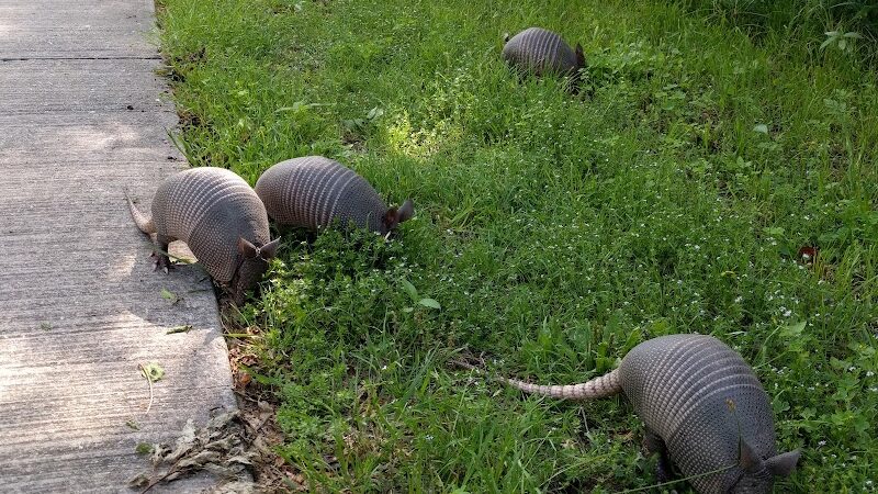 River Legacy Parks East - Arlington, TX