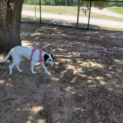 Rush Creek Dog Park #1 - Arlington, TX