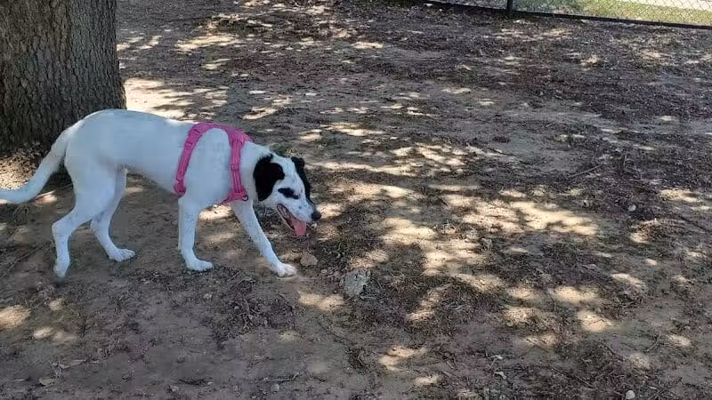 Rush Creek Dog Park #1 - Arlington, TX