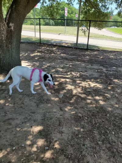 Rush Creek Dog Park #1 - Arlington, TX