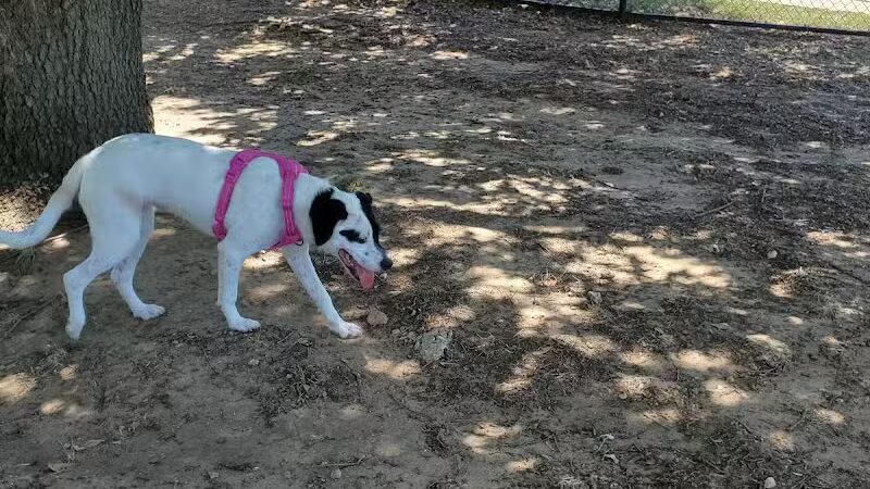 Rush Creek Dog Park #1 - Arlington, TX