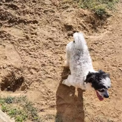 Rush Creek Dog Park #2 - Arlington, TX