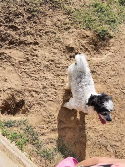 Rush Creek Dog Park #2 - Arlington, TX