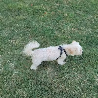 Rush Creek Dog Park #2 - Arlington, TX