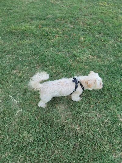 Rush Creek Dog Park #2 - Arlington, TX