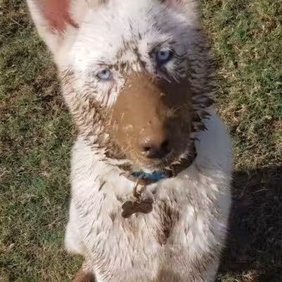 Rush Creek Dog Park #4 - Arlington, TX