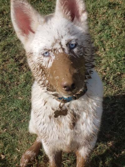 Rush Creek Dog Park #4 - Arlington, TX
