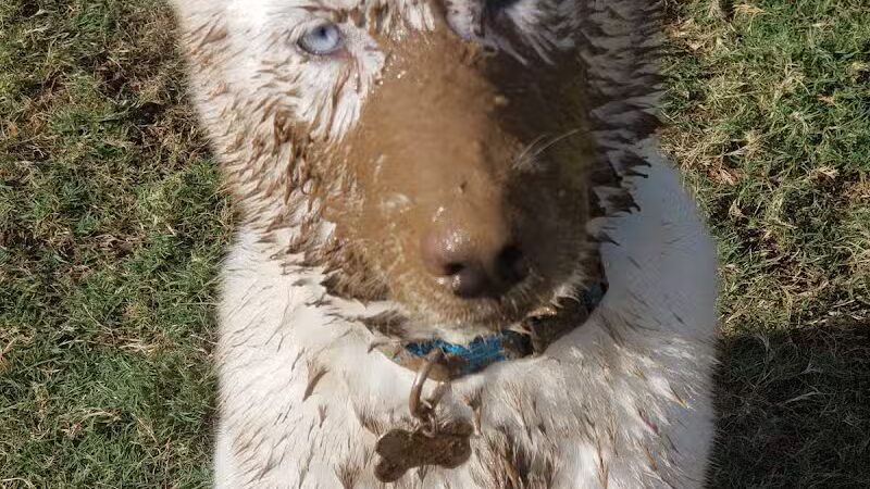 Rush Creek Dog Park #4 - Arlington, TX