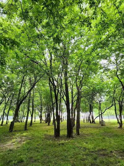 Tails 'N Trails Dog Park - Arlington, TX