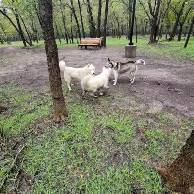 Tails 'N Trails Dog Park - Arlington, TX