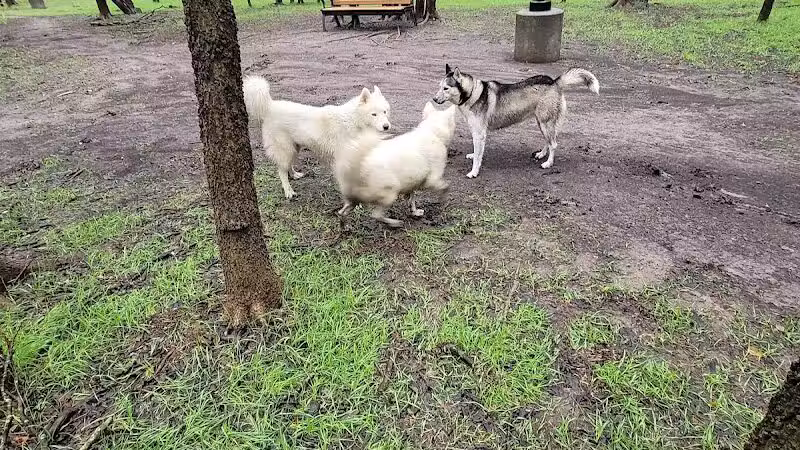Tails 'N Trails Dog Park - Arlington, TX