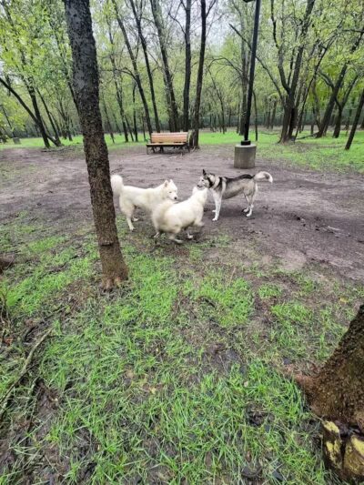 Tails 'N Trails Dog Park - Arlington, TX