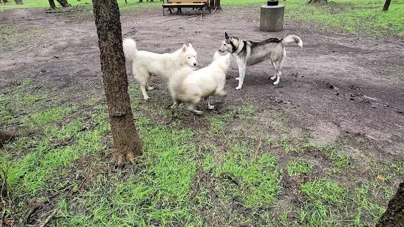 Tails 'N Trails Dog Park - Arlington, TX