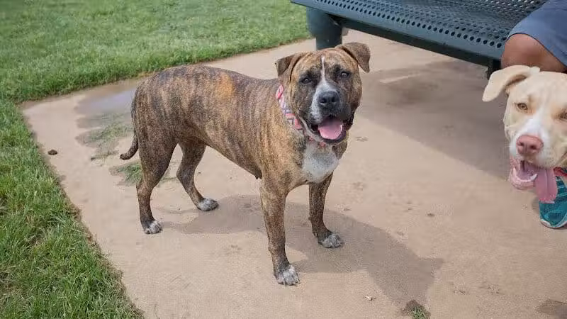 Tails 'N Trails Dog Park - Arlington, TX