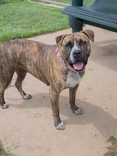 Tails 'N Trails Dog Park - Arlington, TX