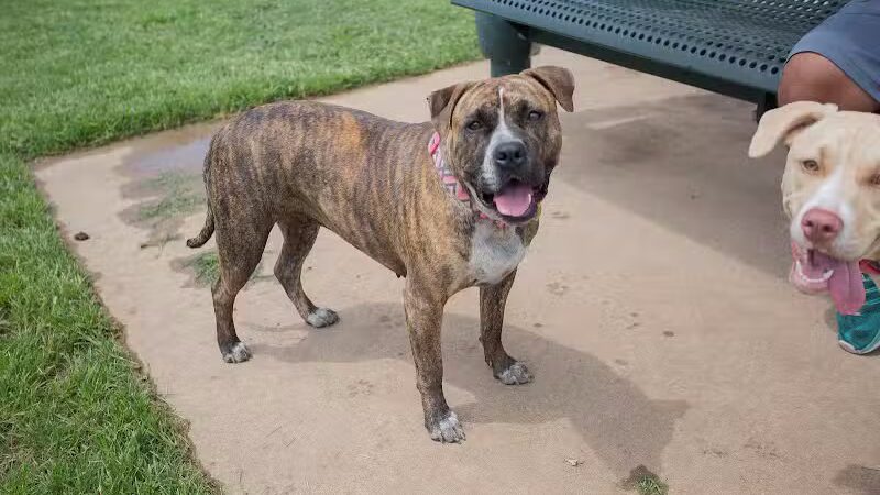 Tails 'N Trails Dog Park - Arlington, TX