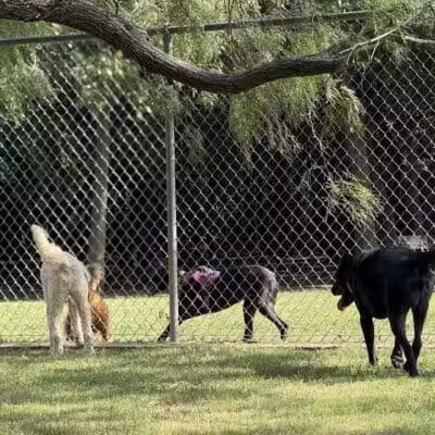 Tails 'N Trails Dog Park - Arlington, TX
