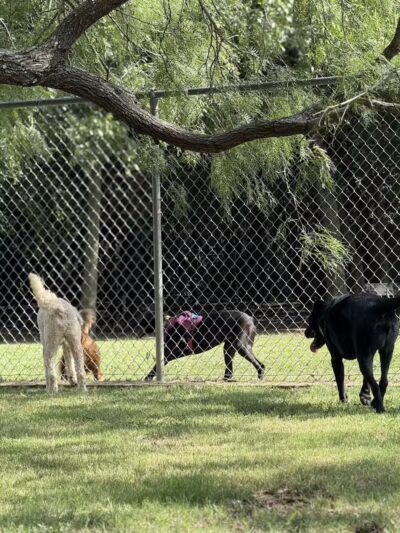 Tails 'N Trails Dog Park - Arlington, TX