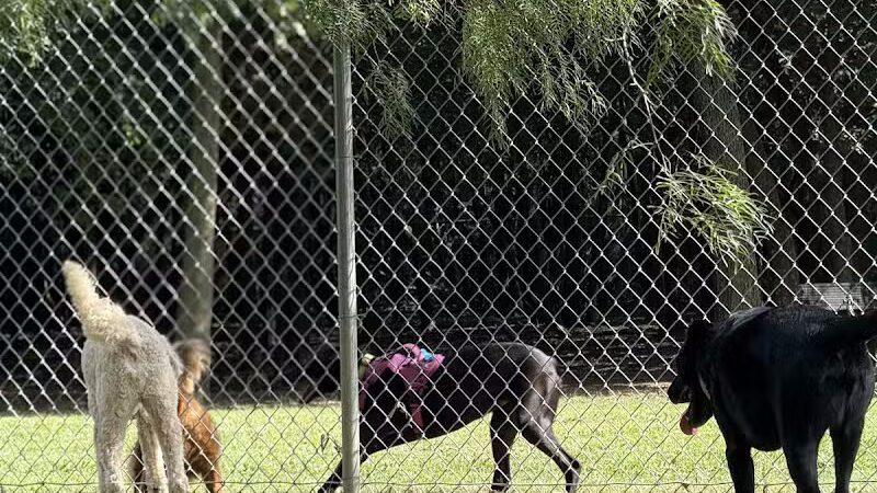 Tails 'N Trails Dog Park - Arlington, TX