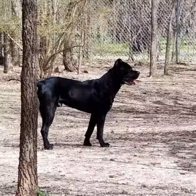 Tails 'N Trails Dog Park - Arlington, TX