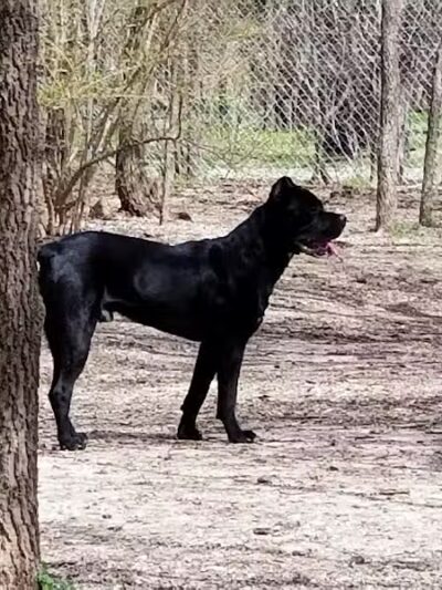 Tails 'N Trails Dog Park - Arlington, TX