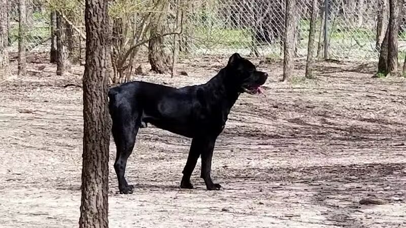 Tails 'N Trails Dog Park - Arlington, TX