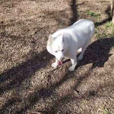 Tails 'N Trails Dog Park - Arlington, TX