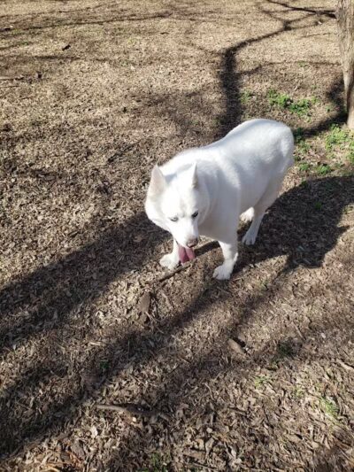 Tails 'N Trails Dog Park - Arlington, TX