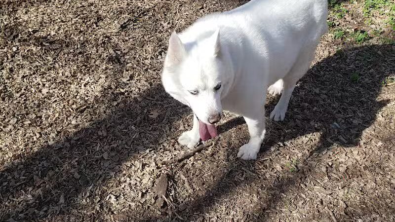 Tails 'N Trails Dog Park - Arlington, TX