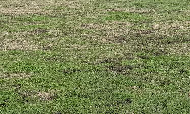 The Legacy Pavilion Picnic Area - Arlington, TX