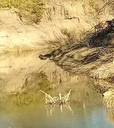 Village Creek Natural Area - Arlington, TX