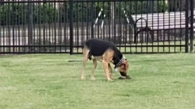 Arrowhead Park - Arlington, TX