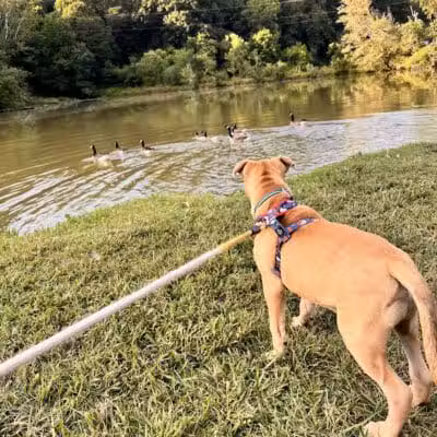Azalea Road Dog Park - Asheville, NC