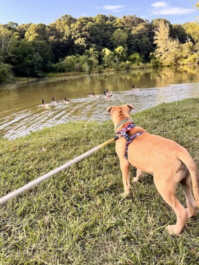 Azalea Road Dog Park - Asheville, NC