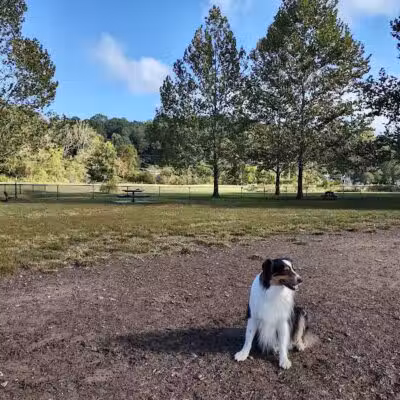 Azalea Road Dog Park - Asheville, NC