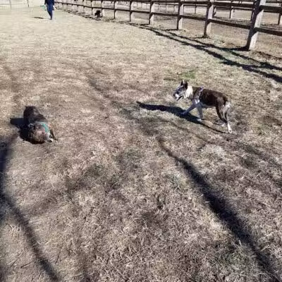 Azalea Road Dog Park - Asheville, NC