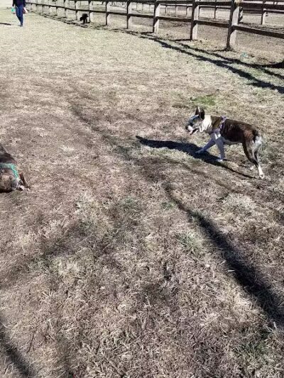 Azalea Road Dog Park - Asheville, NC