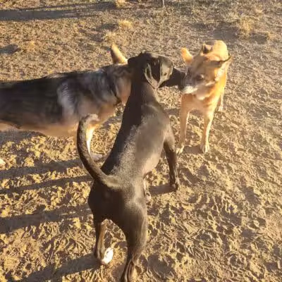 Azalea Road Dog Park - Asheville, NC