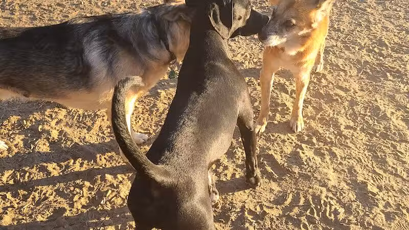 Azalea Road Dog Park - Asheville, NC