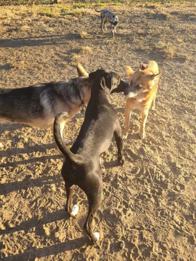 Azalea Road Dog Park - Asheville, NC
