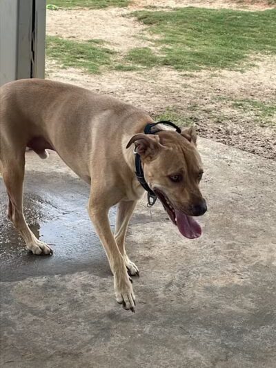 Eastgate Dog Park - Ashford, AL