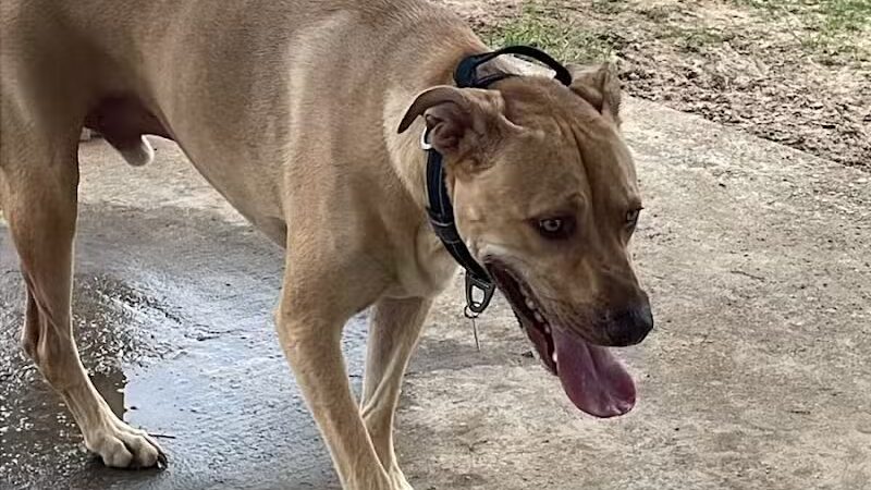 Eastgate Dog Park - Ashford, AL